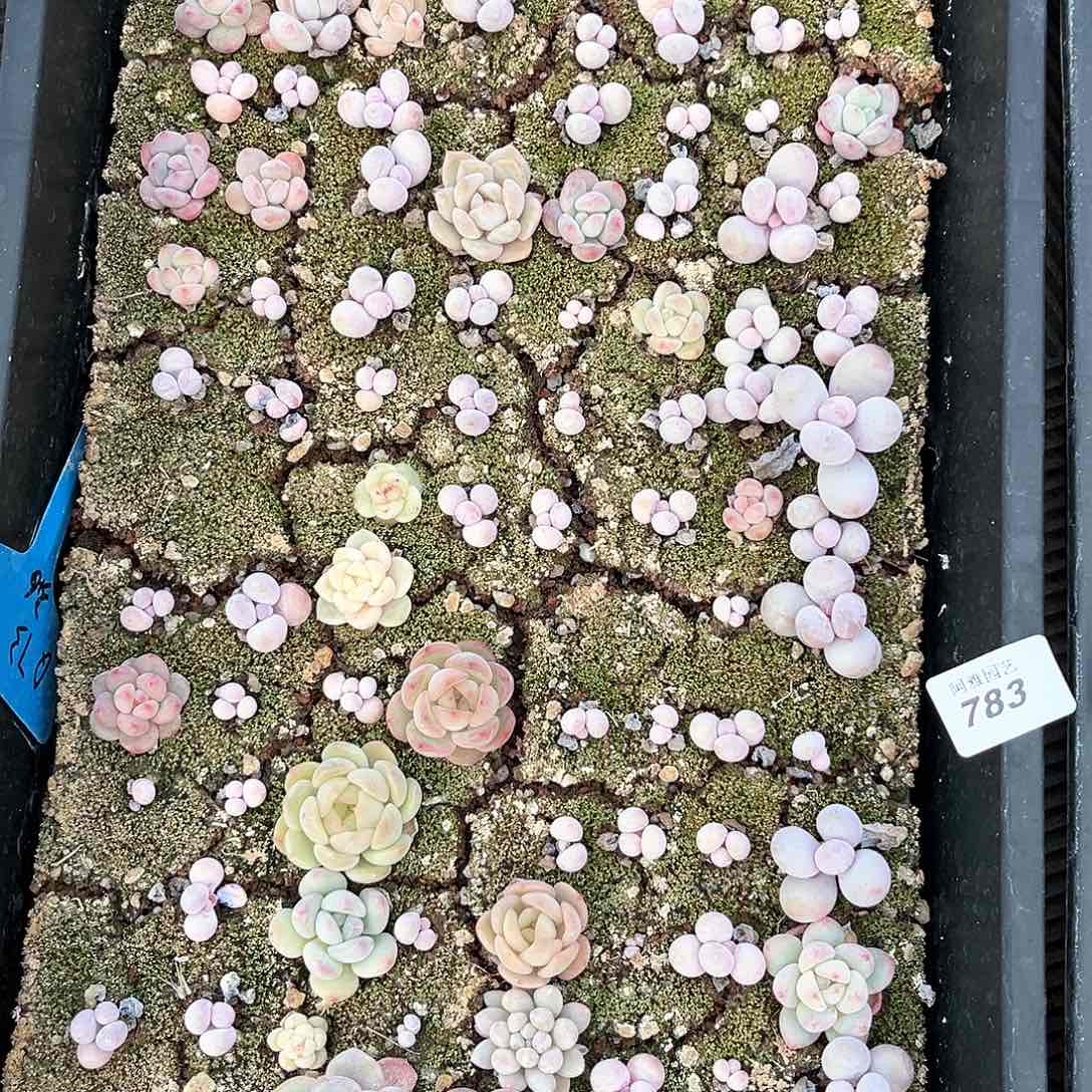 阿雅园艺。          783