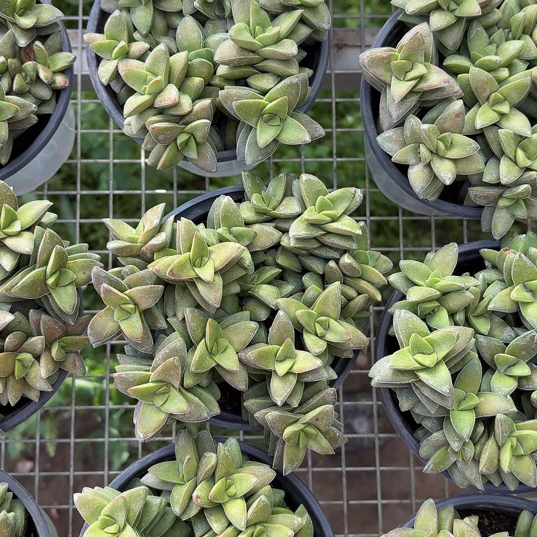 小夜衣开花好看12㎝盆