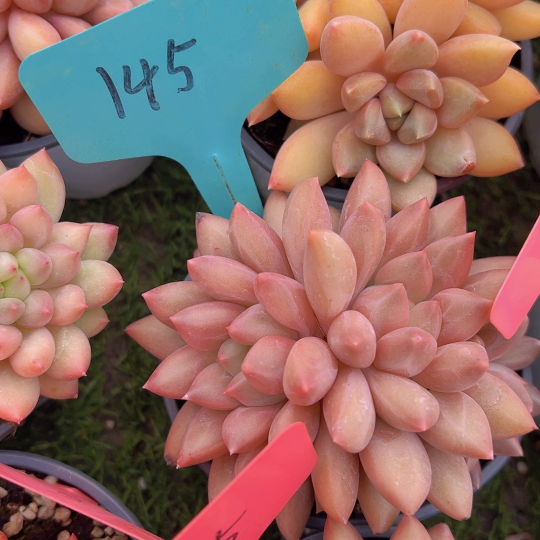 香玉的故事是一个人的故事吗