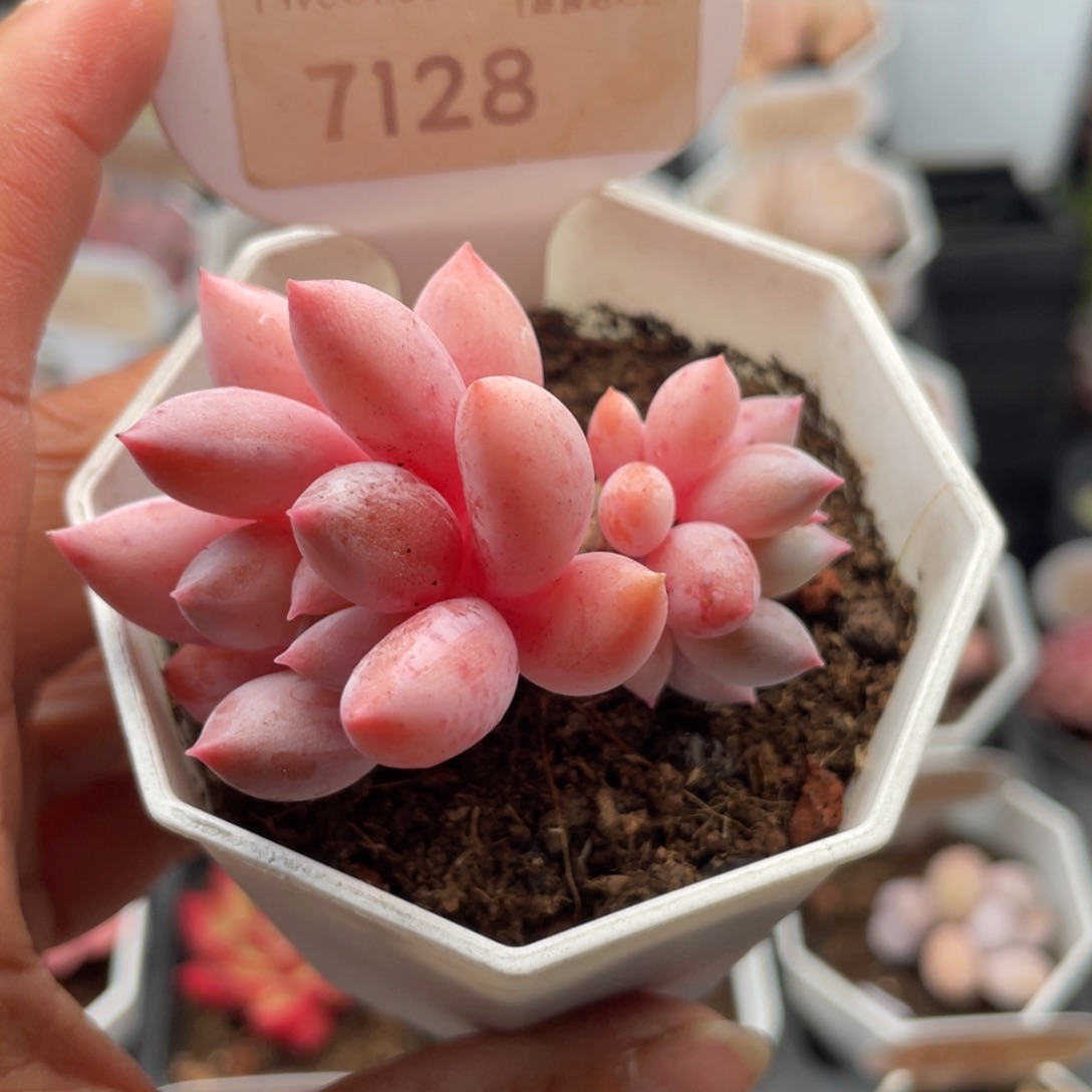 所罗门7128-5.0厘米