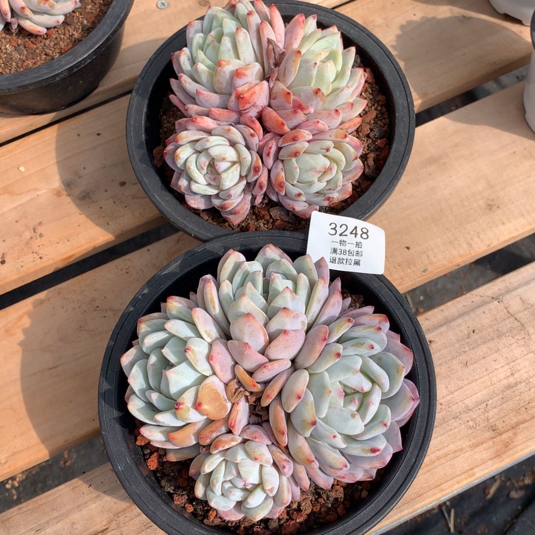 12.5厘米四头无砍橙梦露两颗3248