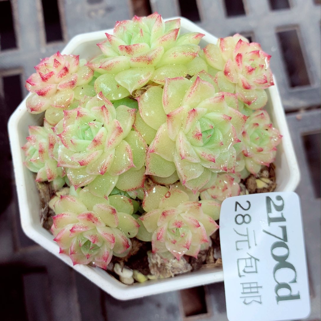 5厘米盆精控多肉2170