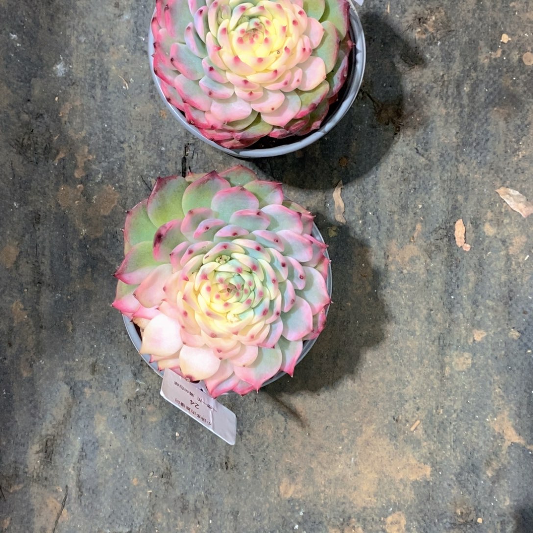 威***吉娃娃锦多肉植物老桩