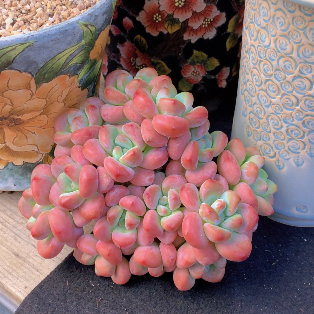 精品多肉植物的植物