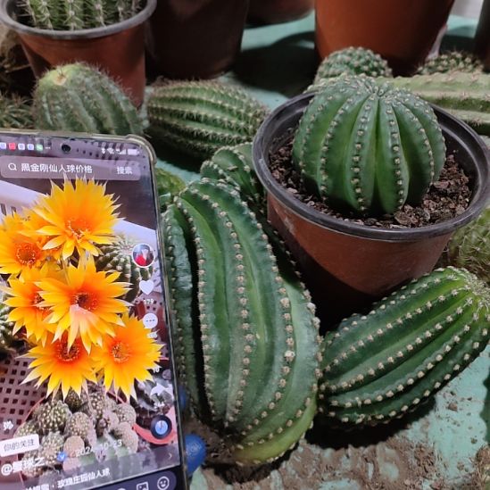 仙人球德系金刚侧芽