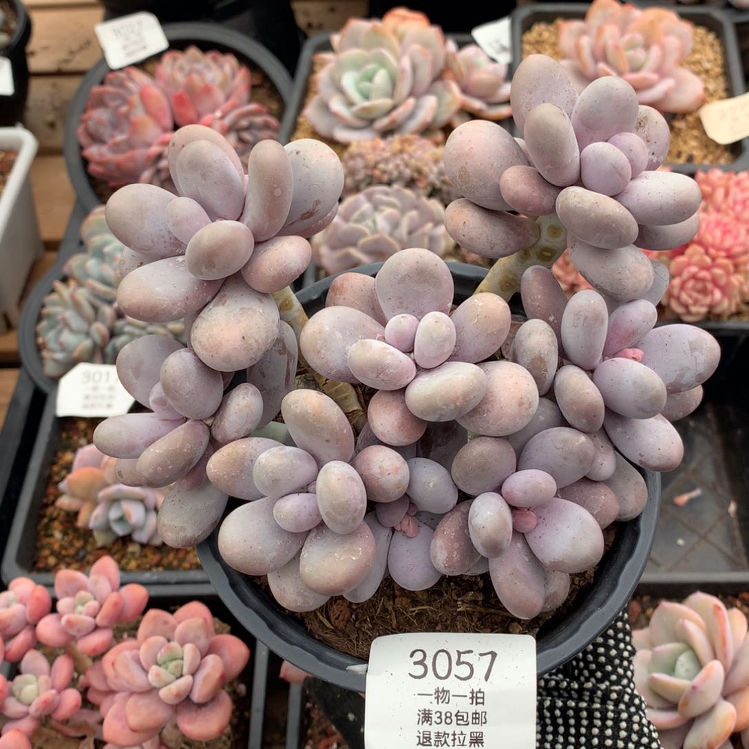 16厘米八头原始奶多肉3057