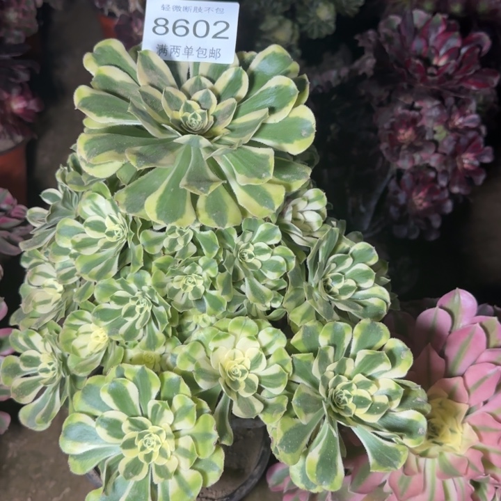 8602保时捷多肉植物