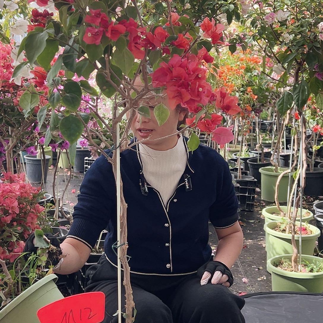 浅***笑大部分花苞少量开放M12不甜