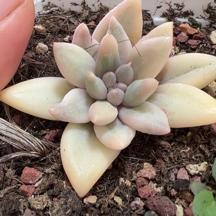 红蜻蜓锦砍头多肉植物