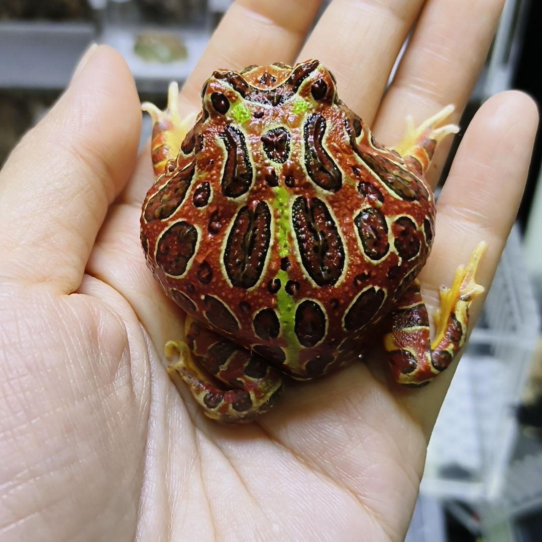 角蛙台红钟角蛙专拍链接