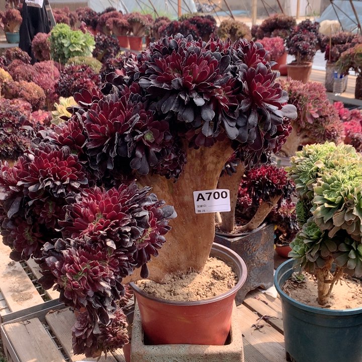 700欧紫缀多肉大师