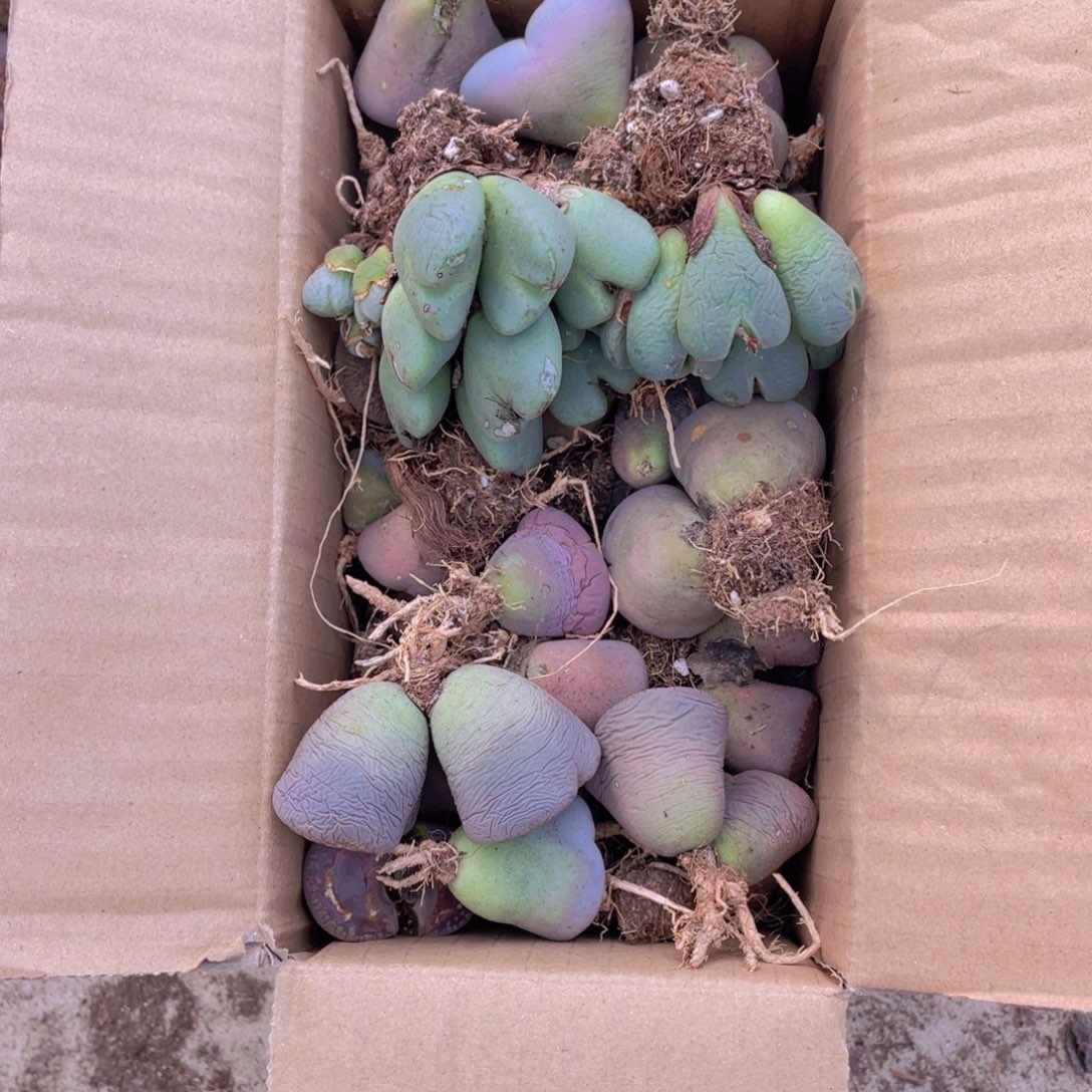 一箱母本888888888