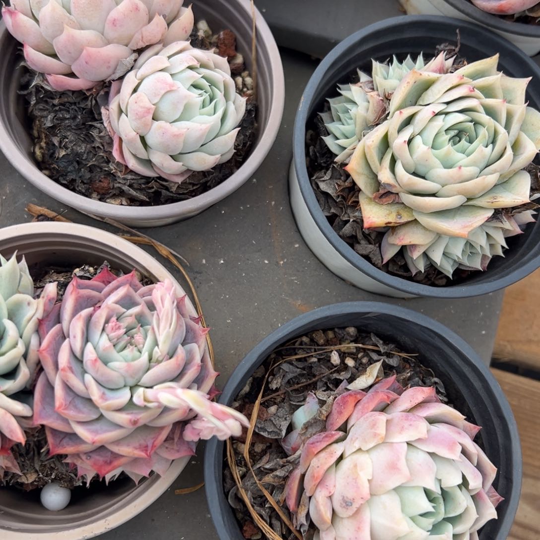 孤星孤星孤星孤星