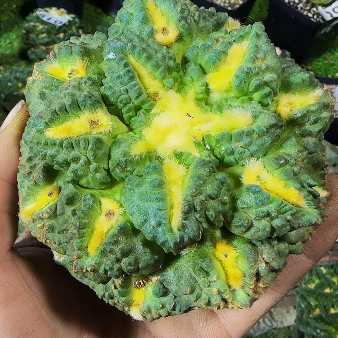 金毛割尤龟甲033