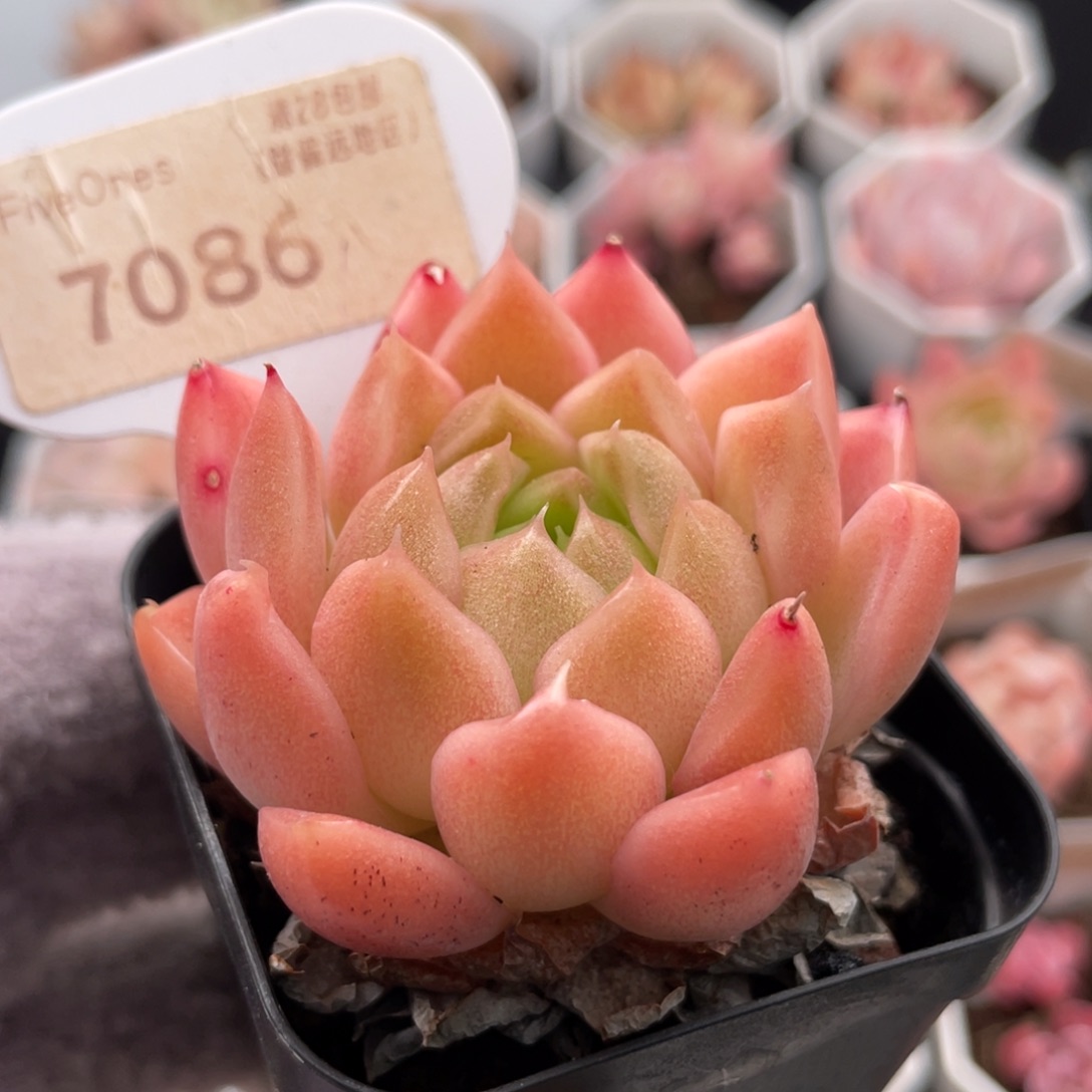 粉麦秆7086-5.0厘米