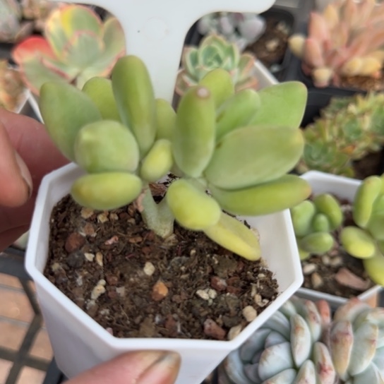 383芒果奶一物一拍多肉