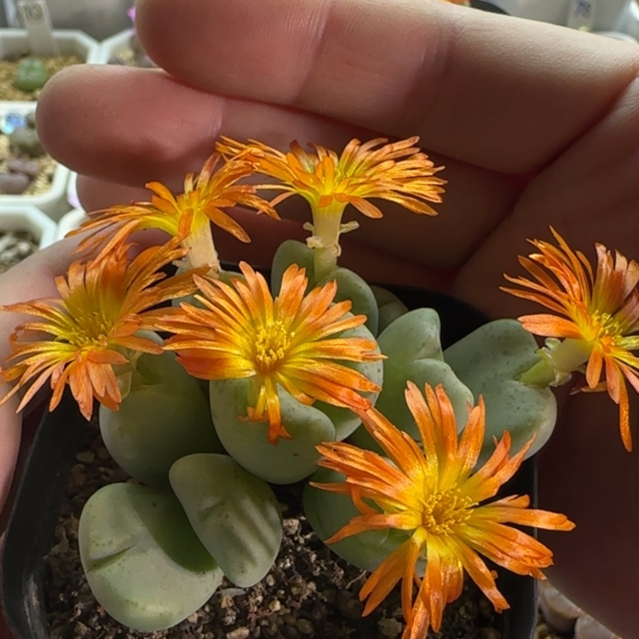 【闪购商品】18853   