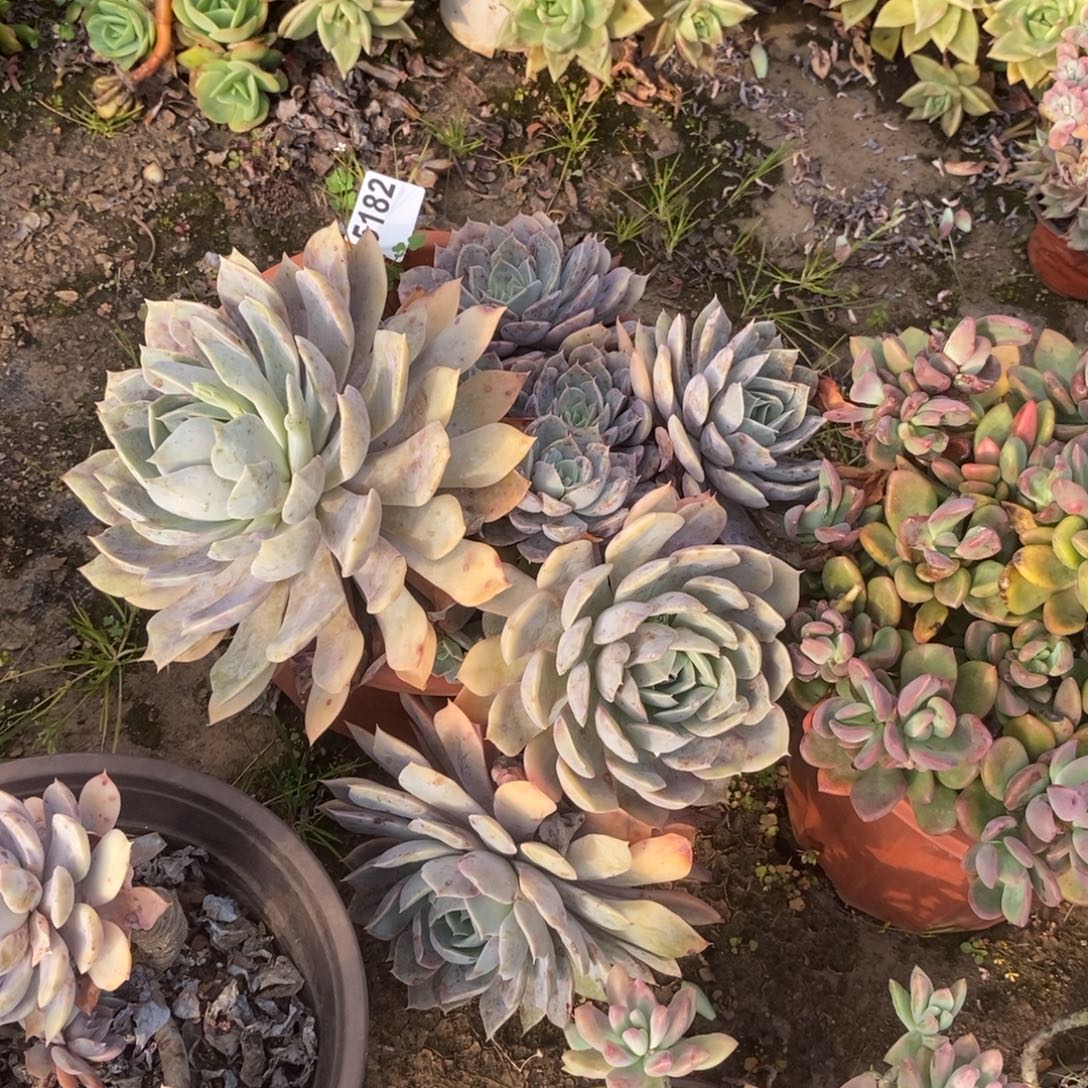 5182紫悦老桩一物一拍