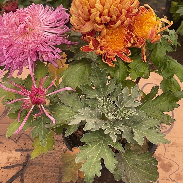 完全开放Z111111111111