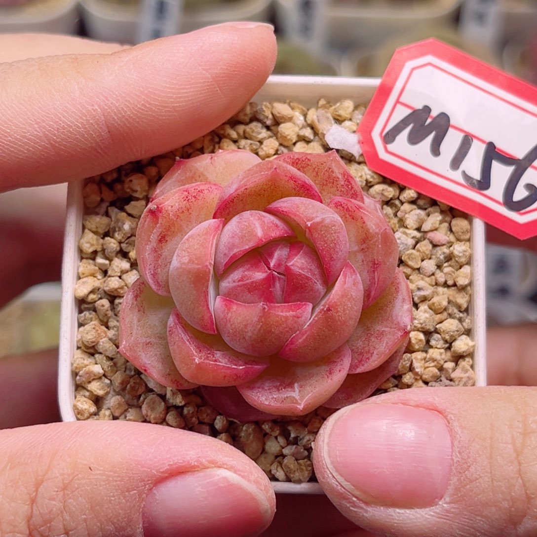 M156一物一拍 冰唇