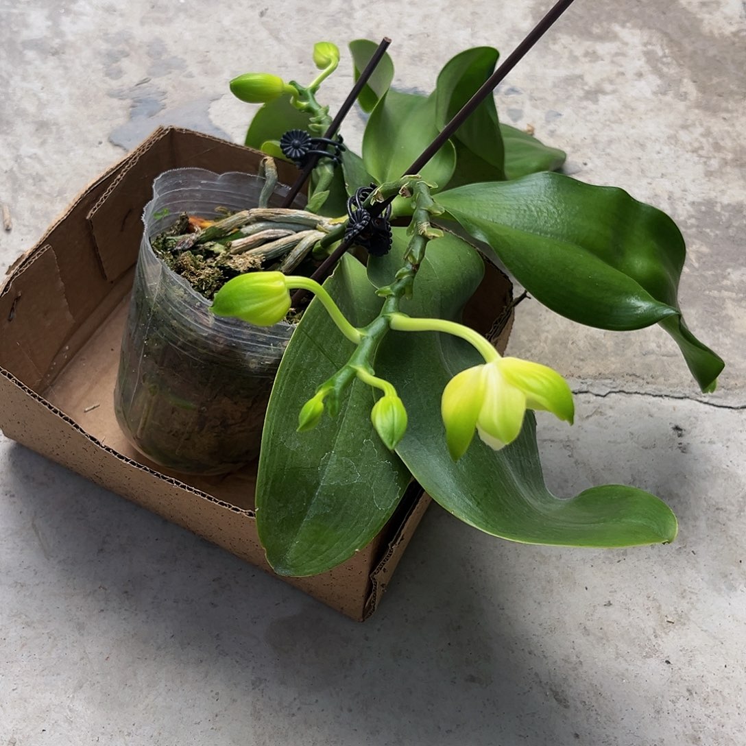 完全开放蝴蝶兰999花苞