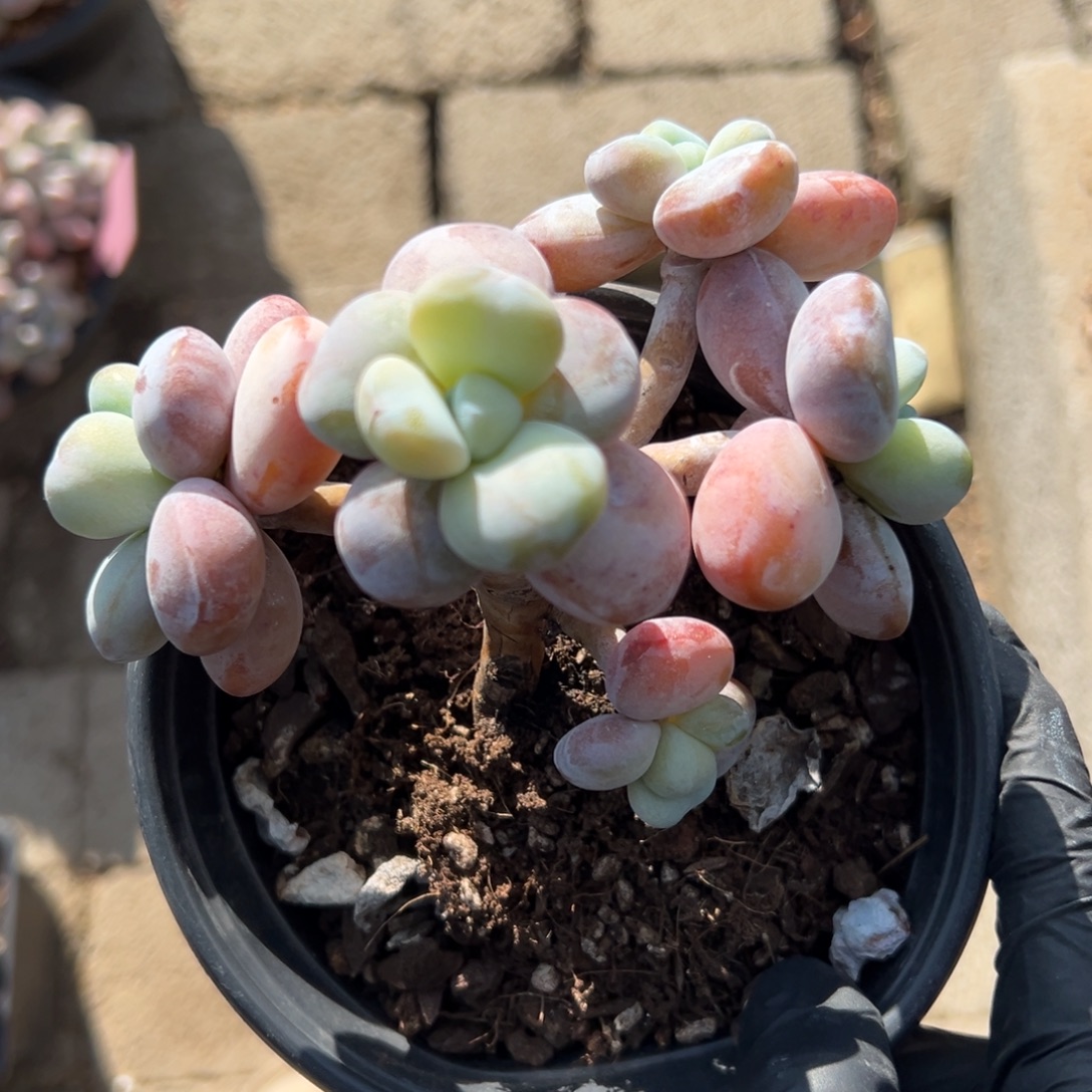 雪美人11111111111111111