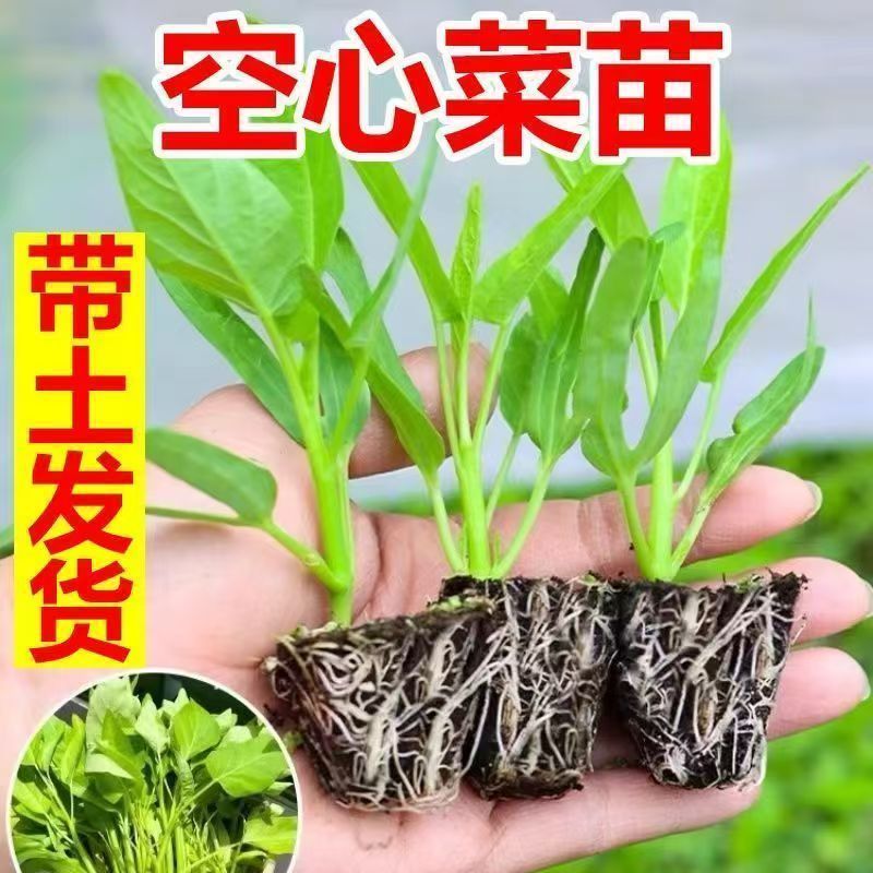 三叉空心菜秧苗小叶空心菜通心青梗菜苗蔬菜苗阳台小院易栽易活