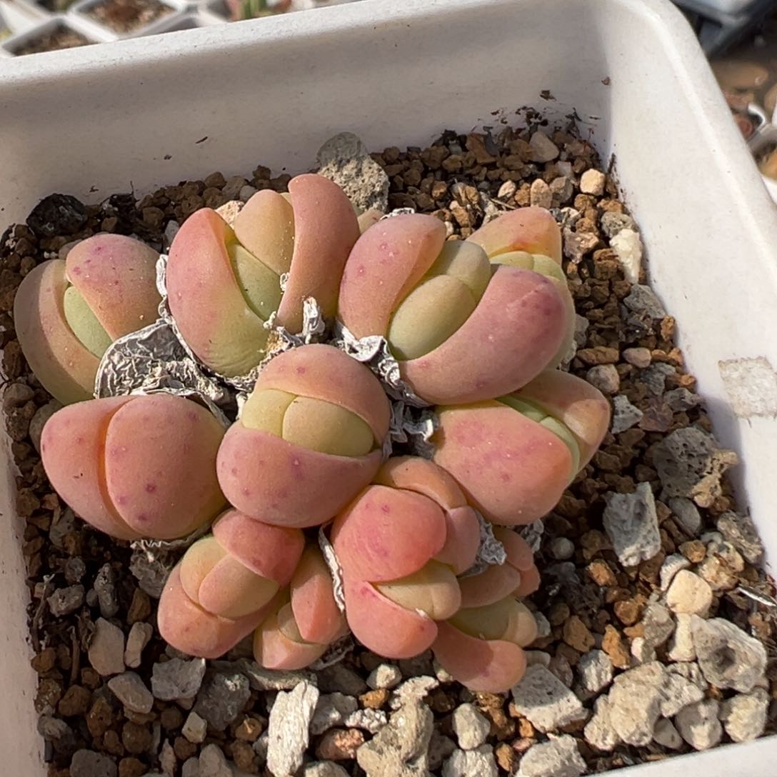 42多肉植物百科知识