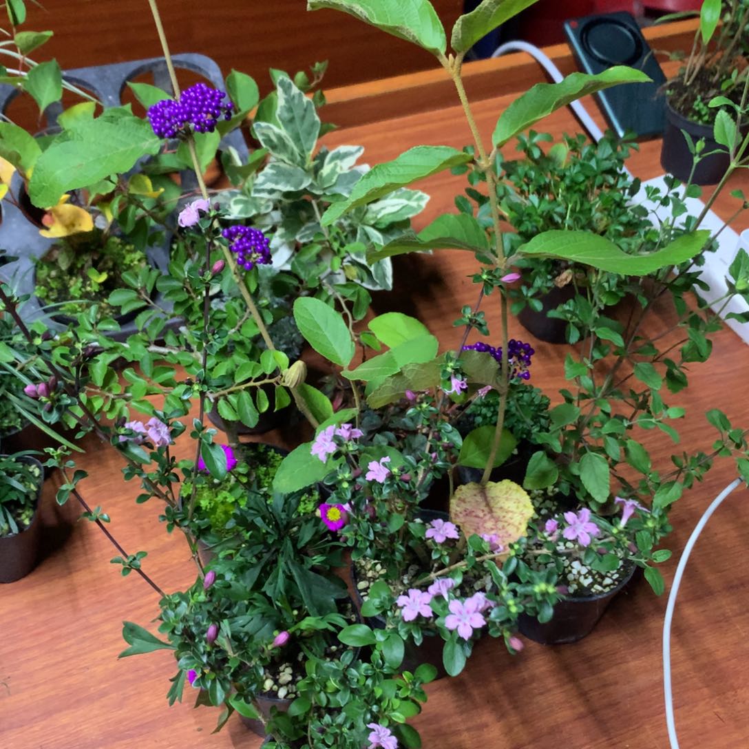 当前无花朵，栽培后可花朵7盆