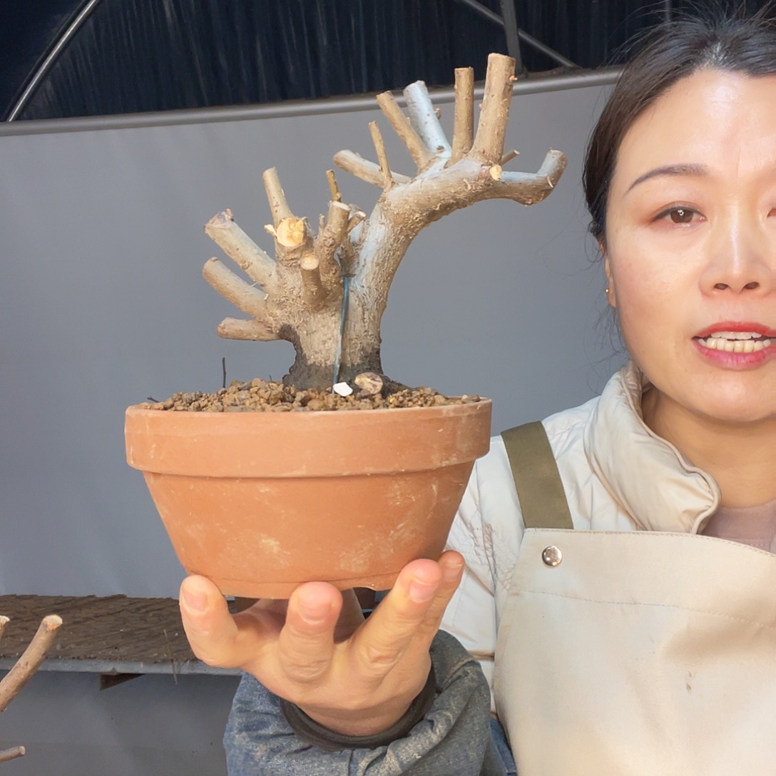 无花朵彩云飞656565