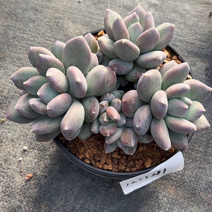 1231211 凌空美人石化群生无砍