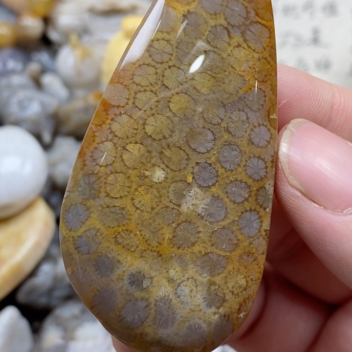 颈饰未镶嵌硅化珊瑚（珊瑚玉）