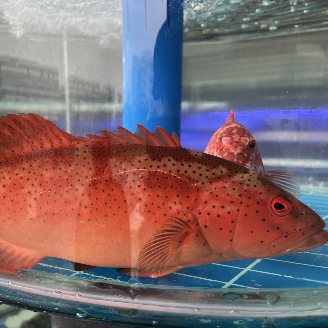 全活东星斑13.8元50g（一条1.2-1.4斤）默认装袋打氧（如需处理请备注）