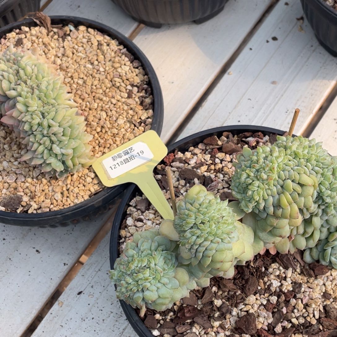 多***控1218-19-冰魄缀化两颗