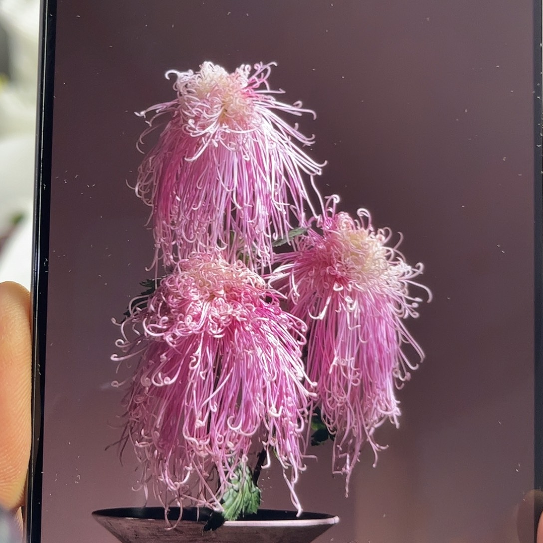 完全开放稀有大菊（盘龙卓越）1枝