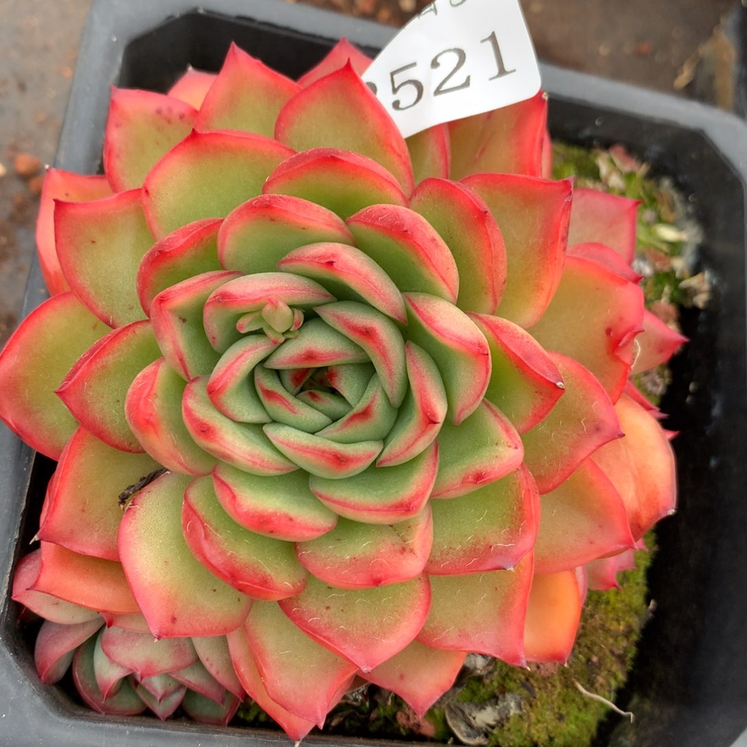 2521杂交多肉老桩