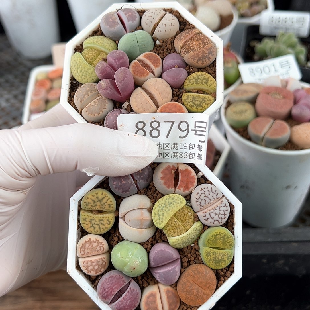 好养易活生石花大母本8879两盆