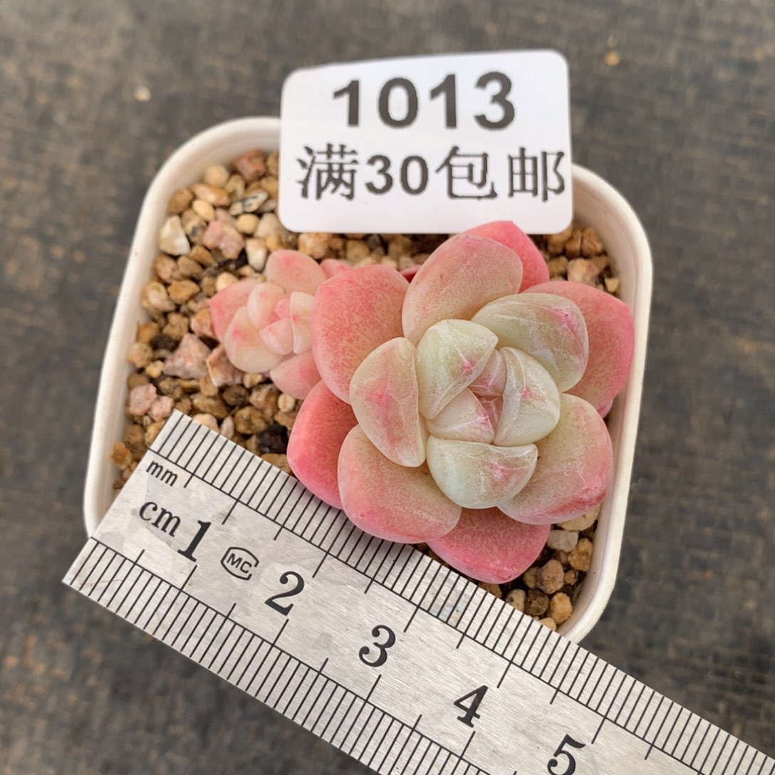 1013粉体圆滚滚冰玉冠服4