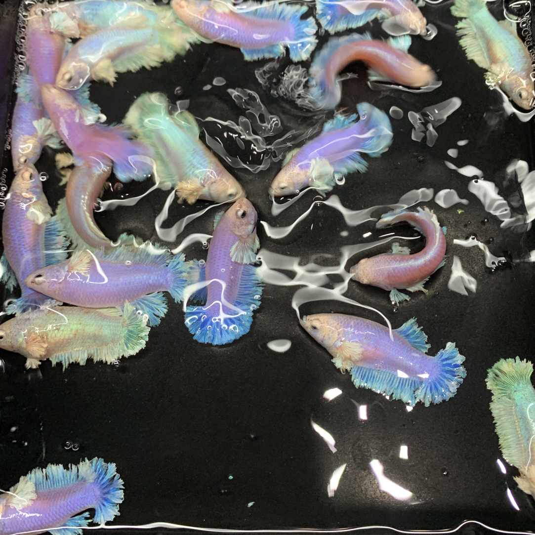 绣球泰斗热带观赏鱼 桌面宠物小鱼直播间专用