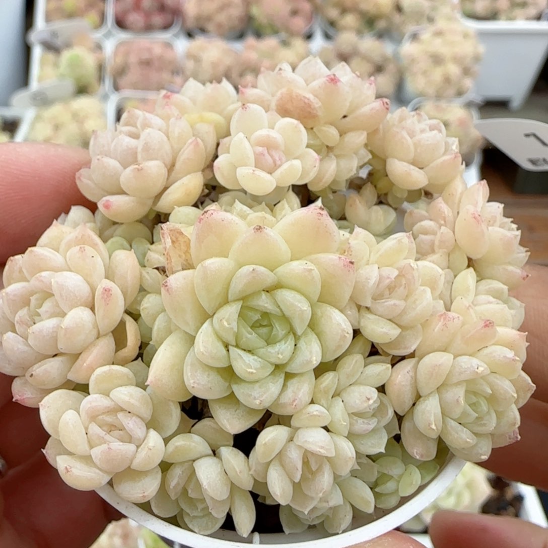 【闪购商品】0224-15（花朵麦杆