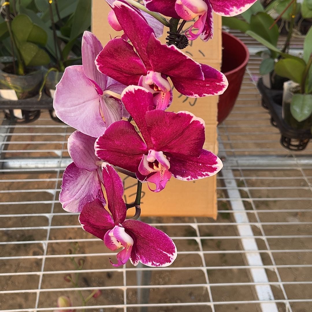 当***累完全开放 蝴蝶兰 蝴蝶兰 不售后