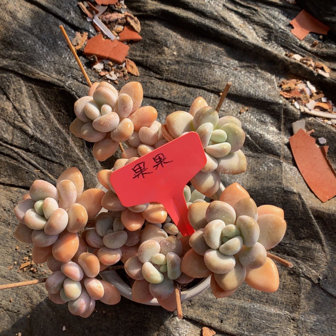 香水洛神727272727277