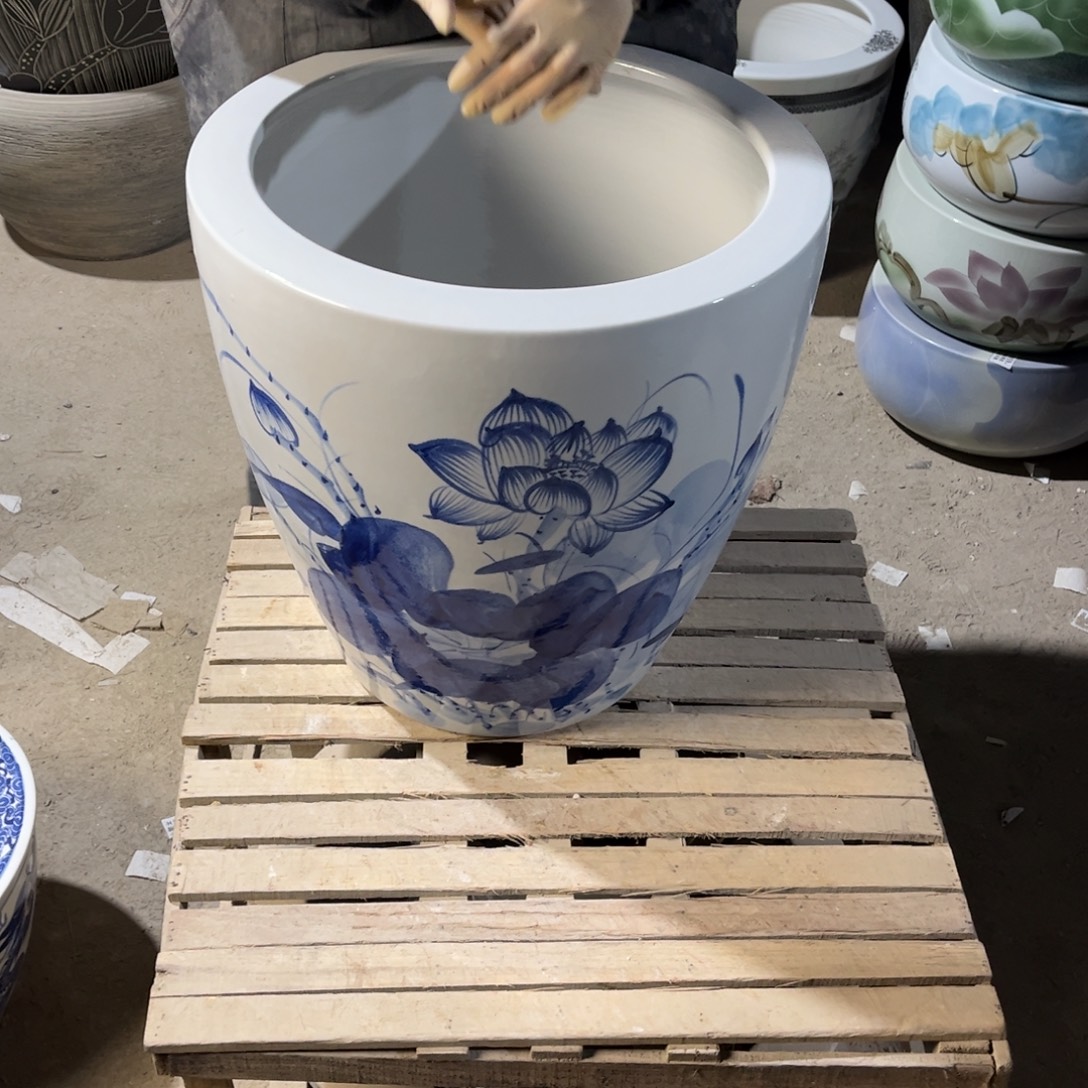 瓷片兰荷花43高度43.88888