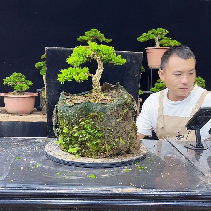 无花朵黄杨盆景四季常青