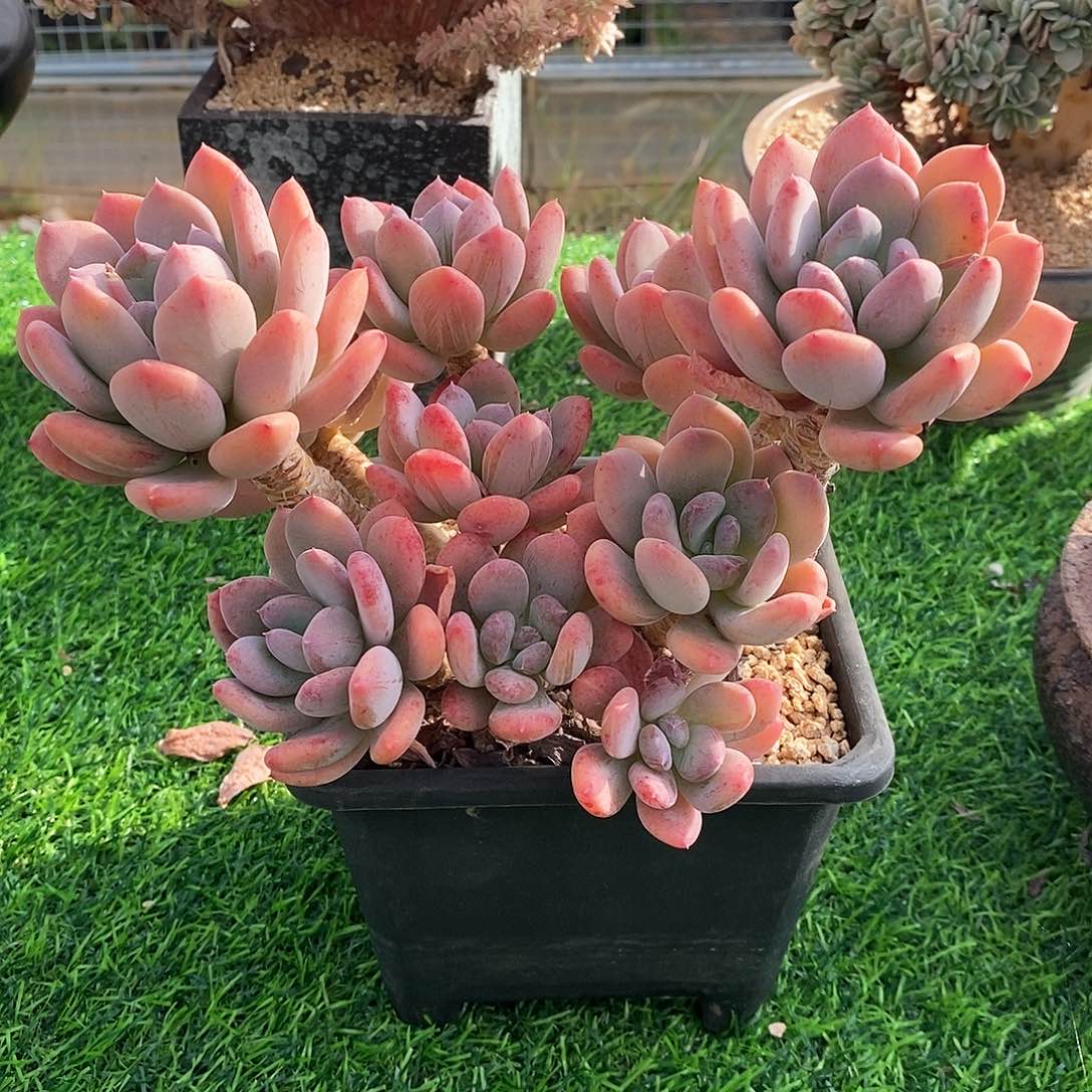 灰姑娘自然群，老庄，12343546