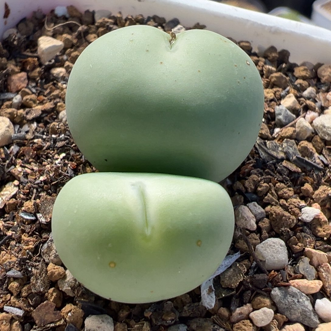 透明嘴爱心小拳拳多肉植物