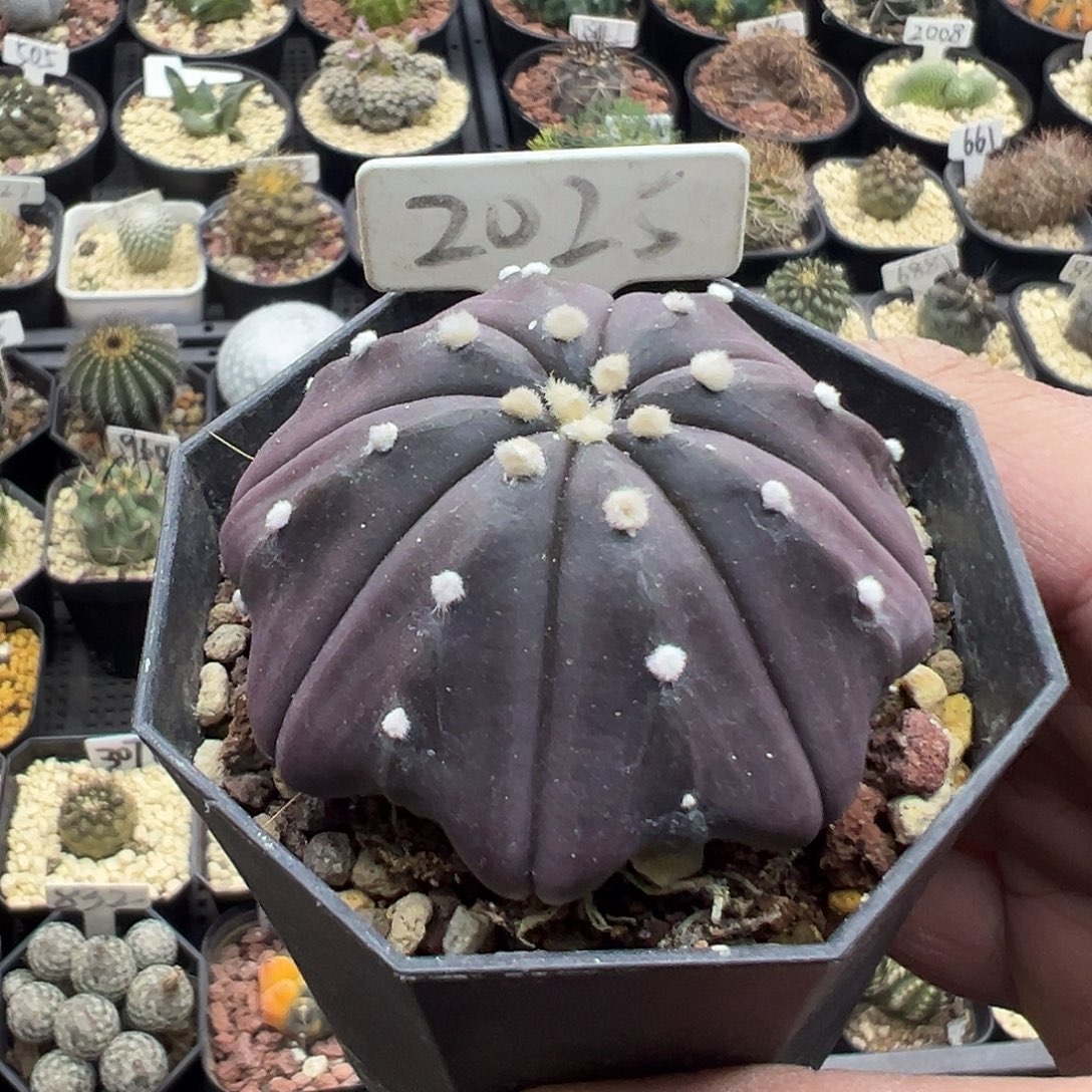 2025紫皮海星兜实生专拍