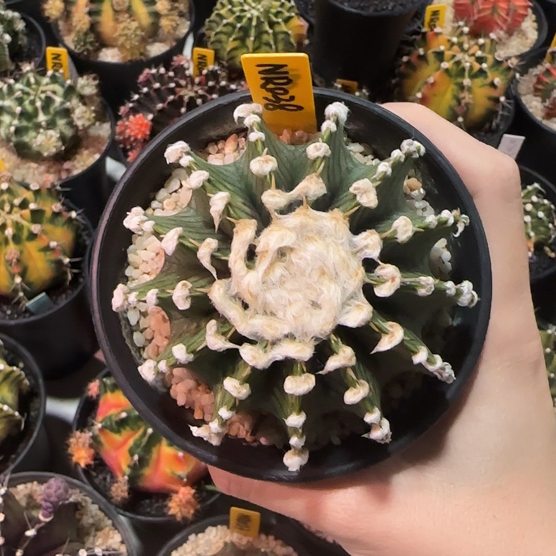 NR038泰国米哈 高绒肋骨