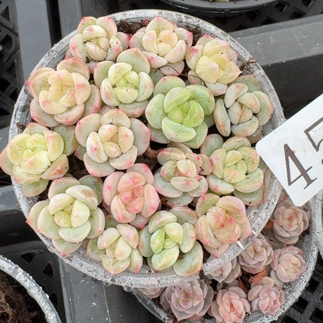 多肉植物多肉植物45