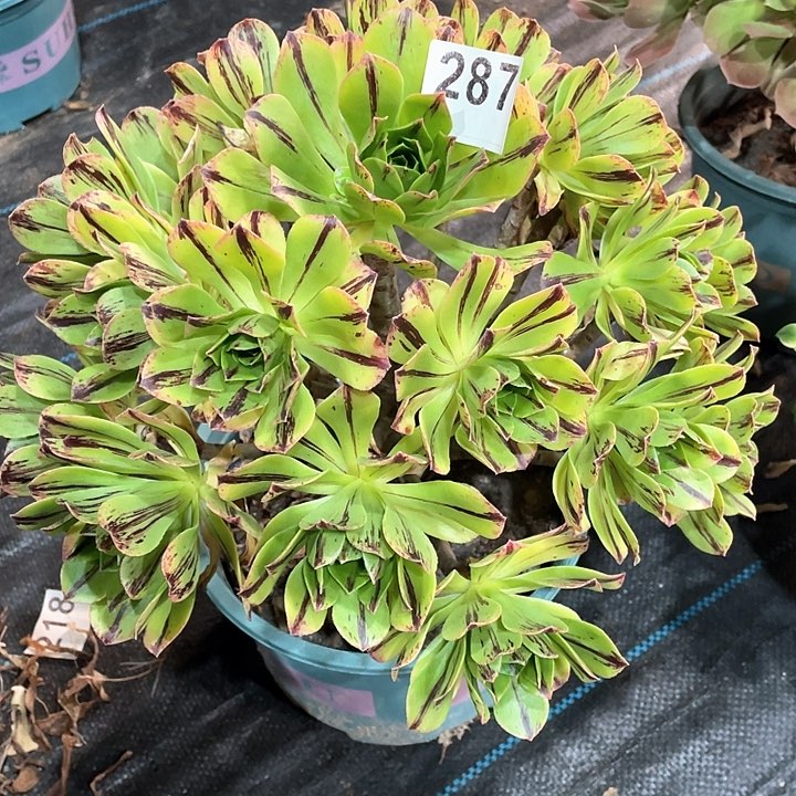 碧火287   冠幅30+